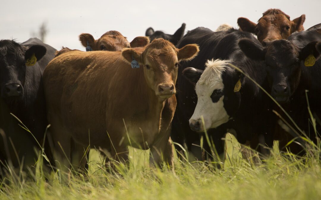 Join the Herd: Find Your Career in Animal Health